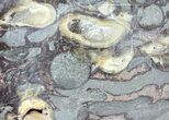 Slab Fossil Teredo (Shipworm Bored) Wood - England #63445-1